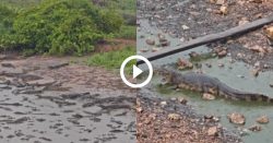 dezenas-de-jacares-se-‘amontoam’-e-video-mostra-volta-da-chuva-no-pantanal 