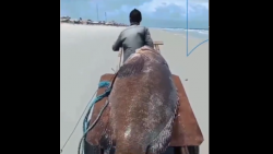 historia-de-pescador?-homem-e-flagrado-com-peixe-gigante-de-300-kg