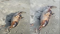 video:-toninha-e-encontrada-morta-na-praia-central-de-balneario-camboriu