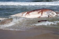 baleia-jubarte-gigante-encalha-em-praia-de-sao-francisco-do-sul