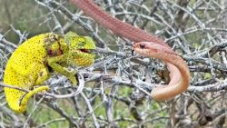 camaleao-morde-cobra-venenosa-enquanto-e-atacado;-fotos