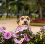 ong-de-blumenau-lanca-campanha-para-adocao-de-pets-idosos:-‘eles-precisam-de-qualidade-de-vida’