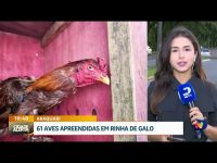 operacao-resgate:-mais-de-60-aves-apreendidas-em-rinhas-de-galo-descobertas-em-araquari