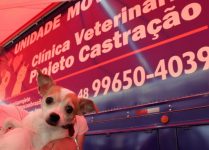 castracao-gratuita-de-pets-em-blumenau-tera-mutirao-em-dezembro;-saiba-onde