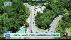 morro-da-lagoa-e-interditado-para-retirada-de-arvore-na-manha-desta-quarta-feira