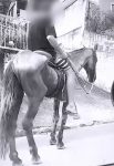 fotos:-homem-agride-cavalo-a-pauladas e-vomita-em-animal-em-brusque