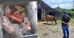 policia-e-cidasc-identificam-abate-e-comercio-clandestinos-de-carne-bovina-em-garopaba