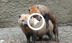 animal!-video-mostra-por-que-cachorro-vinagre-e-azedo