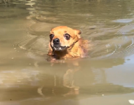 igual-uma-capivara:-tutor-registra-cachorro-se-refrescando-em-agua-da-plantacao