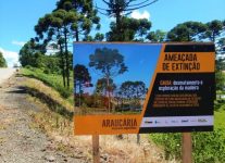 obras-na-br-163-em-sc-adiciona-placas-sobre-especies-ameacadas-de-extincao