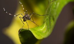 ministerios-da-saude-e-da-educacao-lancam-programa-de-combate-ao-mosquito-da-dengue-nas-escolas