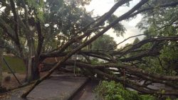 fotos:-queda-de-arvore-durante-forte-temporal-interdita-transito-em-blumenau