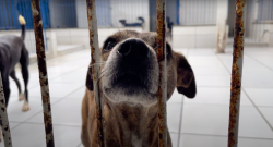 vivapark-porto-belo-tera-feira-de-adocao-de-animais-resgatados