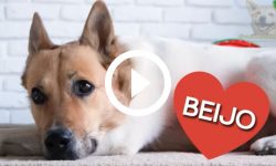 pets-e-o-beijo:-pare-de-beijar-seu-cachorro-ate-segunda-ordem