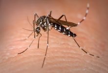 dengue-pode-ser-tratada-com-caldo-de-cana-ou-carvao?-professor-esclarece-as-fake-news-da-doenca