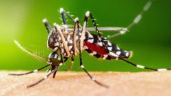 com-mais-de-15-mil-focos-de-dengue-em-sc,-governo-lanca-painel-para-monitorar-casos