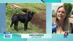 conscientizacao-urgente:-aumento-do-abandono-de-animais-preocupa-em-chapeco