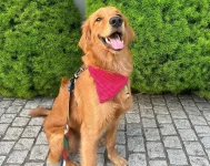 golden-retriever-vence-batalha-judicial-contra-condominio-em-blumenau 