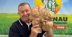 fotos:-produtor-rural-de-blumenau-colhe-batata-doce-gigantesca-de-12-kg