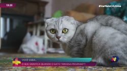 voce-sabia:-entenda-por-que-os-gatos-amassam-o-“paozinho”